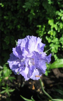 Kaukasische Skabiose - braucht nährstoffreichen und gut wasserdurchlässigen Boden Gartenstauden 
