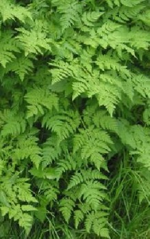 Kerbel Kräutergarten Pflanzen