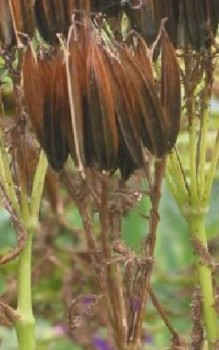 Kerbel Kräutergarten Pflanzen 