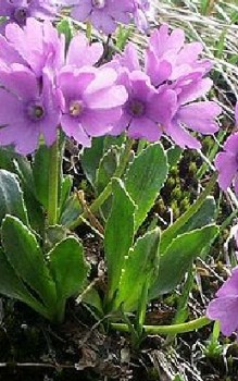 Klebrige Primel Steingartenpflanzen 