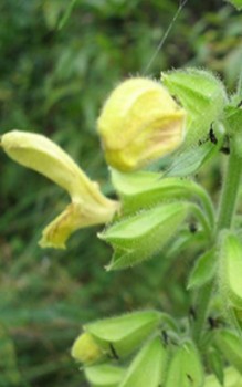 Klebriger oder Gelber Salbei Steingartenpflanzen 