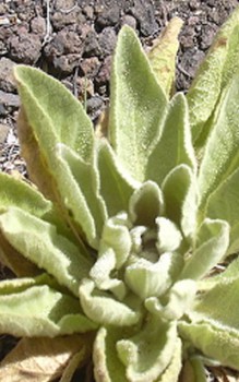 Kleinblütige Königskerze - ist winterhart und benötigt keinen Frostschutz Gartenstauden
