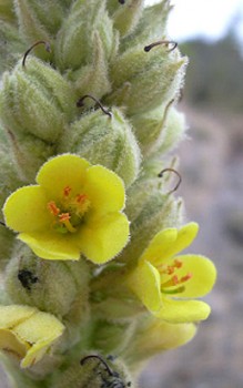 Kleinblütige Königskerze - ist winterhart und benötigt keinen Frostschutz Gartenstauden