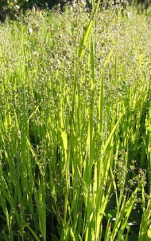 Kleines Zittergras - im Mittelmeergebiet verbreitet Gräser und Farne 