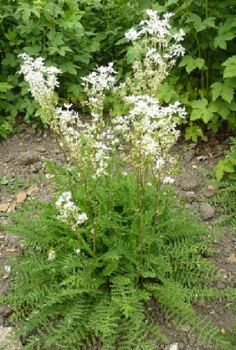 Kleines oder Knolliges Mädesüß Heilpflanzen 