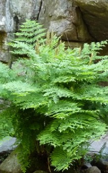 Königsfarn - im Garten gibt man dem Farn einen halbschattigen bis sonnigen Platz Gräser und Farne 