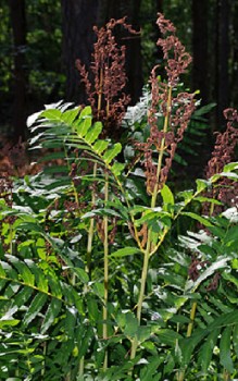 Königsfarn - im Garten gibt man dem Farn einen halbschattigen bis sonnigen Platz Gräser und Farne 