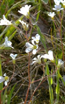 Knöllchen-oder Knolliger Steinbrech Steingartenpflanzen 