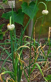 Knoblauch Kräutergarten Pflanzen 