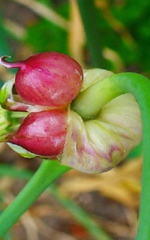 Knoblauch Kräutergarten Pflanzen 