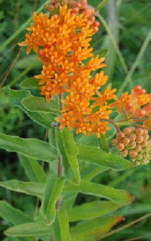 Knollige oder Orange Seidenpflanze Steingartenpflanzen 