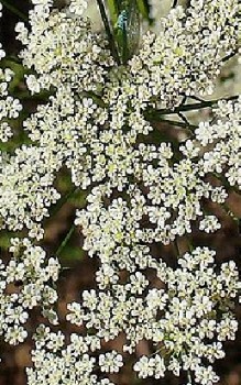 Große Knorpelmöhre Kräutergarten Pflanzen