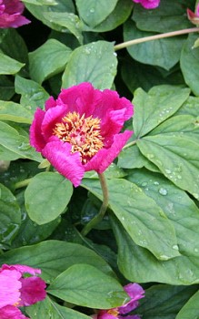 Korallen-Pfingstrose - ist jedoch auch für Spezialisten schwierig Gartenstauden 