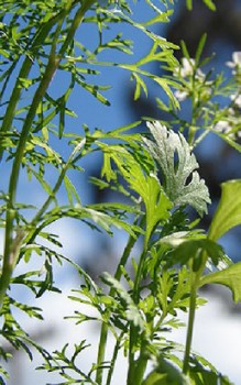 Koriander Kräutergarten Pflanzen 