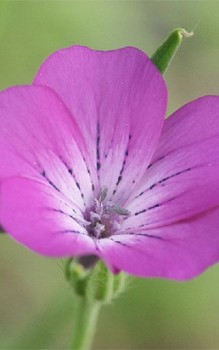 Kornrade Steingartenpflanzen