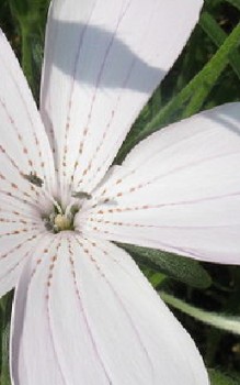 Kornrade Steingartenpflanzen