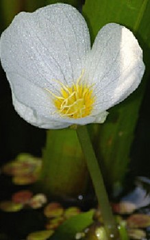 Krebsschere Wasserpflanzen