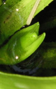 Krebsschere Wasserpflanzen 