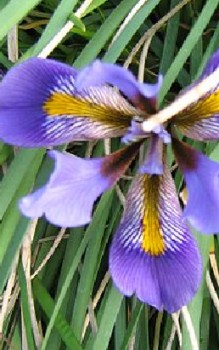 Kretische Schwertlilie Steingartenpflanzen 