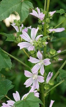 Kretische Strauchpappel Laubblätter sind wechselständig angeordnet und haben lange Stiele Gartenstauden 