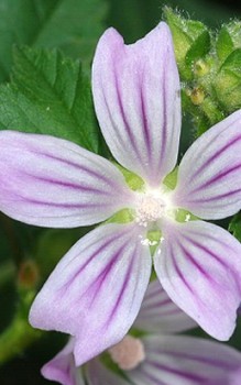 Kretische Strauchpappel Laubblätter sind wechselständig angeordnet und haben lange Stiele Gartenstauden 