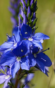 Kriechender Ehrenpreis - ist eine hervorragende Bienenweide Gartenstauden 