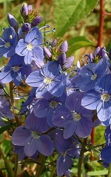Kriechender Ehrenpreis - ist eine hervorragende Bienenweide Gartenstauden