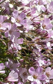 Kriechendes Schleierkraut Steingartenpflanzen 