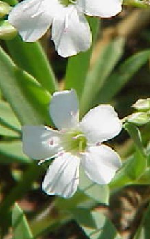 Kriechendes Schleierkraut Steingartenpflanzen 