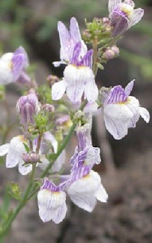 Kriechendes oder Gestreiftes Leinkraut Steingartenpflanzen 