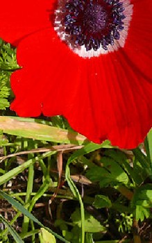 Kronen Anemone Steingartenpflanzen
