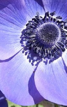 Kronen Anemone Steingartenpflanzen 