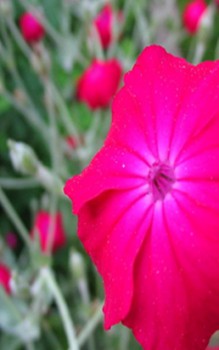 Kronen-Lichtnelke Steingartenpflanzen 