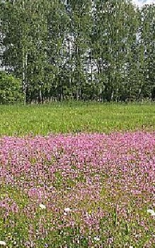 Kuckucks-Lichtnelke Steingartenpflanzen 