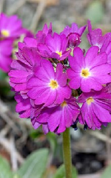 Kugelprimel oder Ball-Primel Steingartenpflanzen 