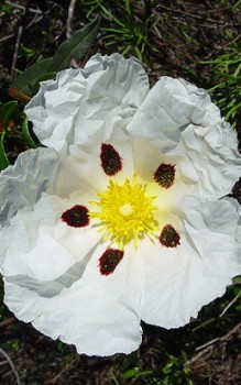 Lack-Zistrose einen Platz in der vollen Sonne, mäßig feuchter Boden Steingartenpflanzen 