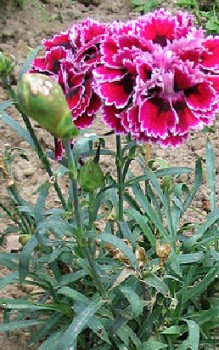 Land- oder Edel-Nelke Steingartenpflanzen 