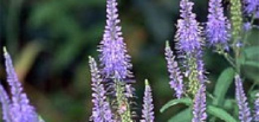 Langblättriger Ehrenpreis mit Blüten