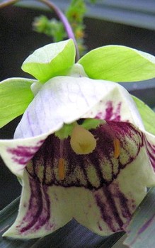 Lanzettliche Scheinglocke - benötigt natürlich eine Rankhilfe Gartenstauden 