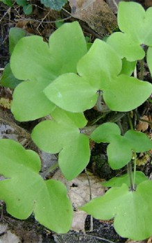 Leberblümchen Kräutergarten Pflanzen 