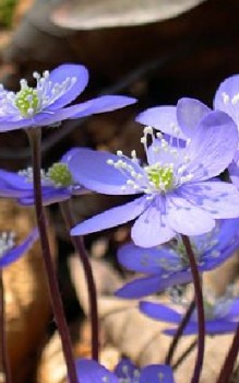 Leberblümchen Kräutergarten Pflanzen 