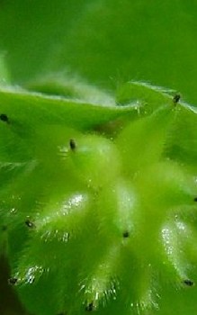 Leberblümchen Kräutergarten Pflanzen 