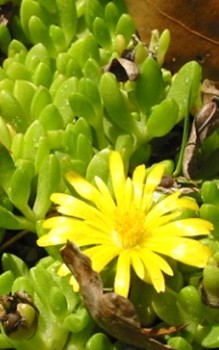 Lesotho-Mittagsblume leichter Winterschutz, sowie vor Winternässe schützen Steingartenpflanzen 