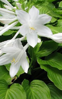 Lilien Funkie - ersten Jahre die Lilien jedoch nicht umpflanzen Gartenstauden 