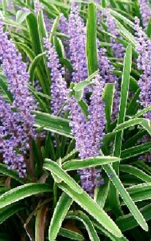 Lilientraube Steingartenpflanzen 