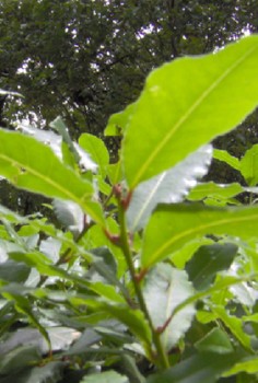 Lorbeer Kräutergarten Pflanzen
