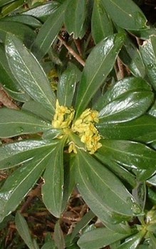 Lorbeer-Seidelbast alle Fälle stets Gartenhandschuhe tragen Steingartenpflanzen