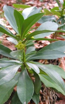 Lorbeer-Seidelbast alle Fälle stets Gartenhandschuhe tragen Steingartenpflanzen 
