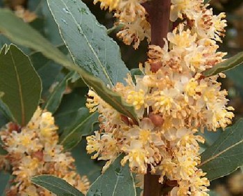 Lorbeer Kräutergarten Pflanzen