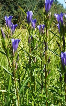 Lungen- Enzian Steingartenpflanzen 